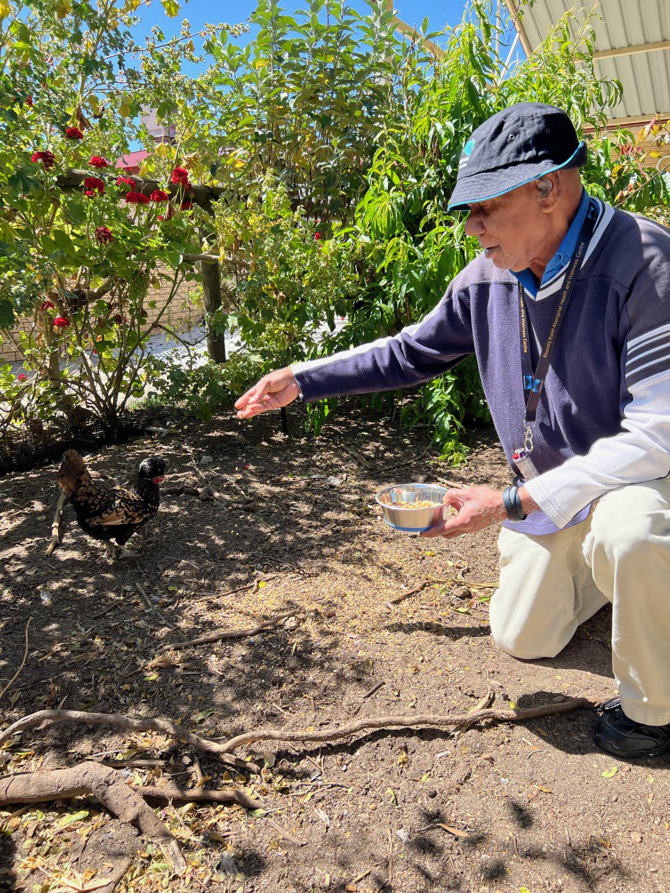 RBDN Vincent feeding the chooks